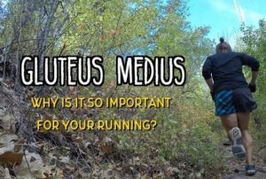 gluteus